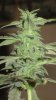 day42 005.jpg