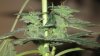 day42 006.jpg