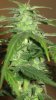 day42 008.jpg