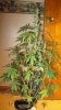 day42 010.jpg
