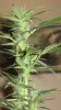 day42 012.jpg