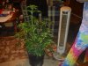 DDR 3-9-2012   31 inches (0.7meters) tall! 002.jpg