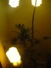 go 2 week 4 001.jpg