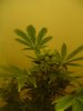 go 2 week 4 002.jpg