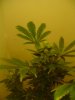 go 2 week 4 003.jpg