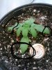 IMG058 circled.jpg