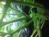 DSC00678.jpg