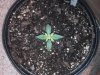 plant01.jpg