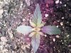 plant02.jpg