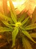image-4208857965.jpg