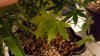 20151020_224856.jpg 20151020_224856.jpg