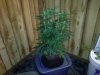 Clarke whole plant.jpg