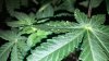 LsD Weird Leaf 02.jpg