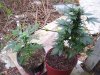100_4339.jpg