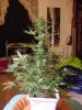 DSC00001.jpg