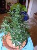 DSC00002.jpg
