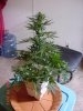 DSC00004.jpg
