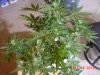 DSC00006.jpg