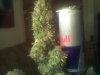 IMG_20120319_011729.jpg