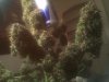 IMG_20120319_011757.jpg