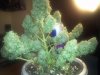 IMG_20120319_012115.jpg