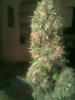 IMG_20120319_012227.jpg