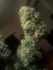IMG_20120319_012346.jpg