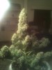IMG_20120319_012609.jpg