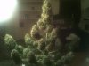 IMG_20120319_013059.jpg