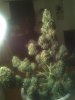 IMG_20120319_013122.jpg