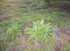 100_3615.jpg
