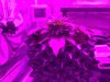 image.jpeg image.jpeg