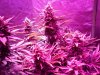 DInaFem Blue Cheese Auto (1).JPG