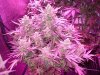 DInaFem Blue Cheese Auto (2).JPG