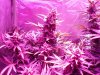 DInaFem Blue Cheese Auto (4).JPG