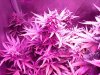 DInaFem Blue Cheese Auto (5).JPG