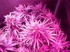 DInaFem Blue Cheese Auto (6).JPG