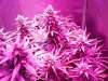 DInaFem Blue Cheese Auto (7).JPG