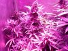 DInaFem Blue Cheese Auto (8).JPG