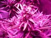 DInaFem Blue Cheese Auto (9).JPG