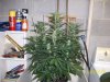 day38f.4.JPG