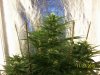 day38g.4.JPG