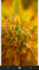 wp_ss_20151128_0001.png
