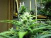 day44f.4.JPG