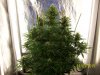 day44g.4.JPG
