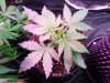 20151202_034454.jpg