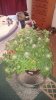 L.s.D-Day-43 of Flower-2.jpg