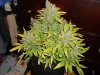 DSC03786.jpg