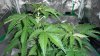 DSC00019.jpg