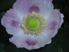 popflower1.jpg